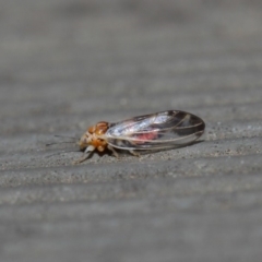 Psyllidae sp. (family) at Hackett, ACT - 14 Aug 2019