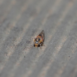 Psyllidae sp. (family) at Hackett, ACT - 14 Aug 2019 12:12 PM