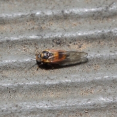 Psyllidae sp. (family) at Hackett, ACT - 14 Aug 2019 12:12 PM