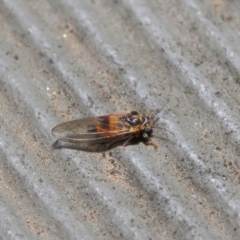 Psyllidae sp. (family) at Hackett, ACT - 14 Aug 2019