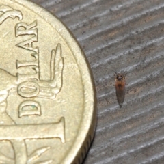 Psyllidae sp. (family) at Hackett, ACT - 14 Aug 2019