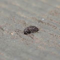 Psocodea 'Psocoptera' sp. (order) (Unidentified plant louse) at ANBG - 14 Aug 2019 by TimL