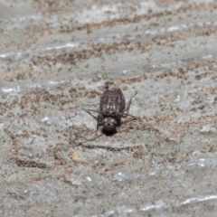 Psocodea 'Psocoptera' sp. (order) at Hackett, ACT - 14 Aug 2019