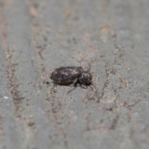 Psocodea 'Psocoptera' sp. (order) at Hackett, ACT - 14 Aug 2019 12:12 PM