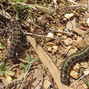 Apina callisto at Molonglo Valley, ACT - 15 Aug 2019