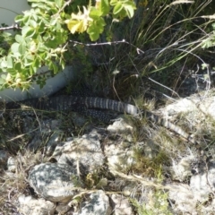 Varanus rosenbergi (Heath or Rosenberg's Monitor) at Michelago, NSW - 18 Dec 2012 by Illilanga