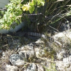 Varanus rosenbergi (Heath or Rosenberg's Monitor) at Michelago, NSW - 17 Dec 2012 by Illilanga