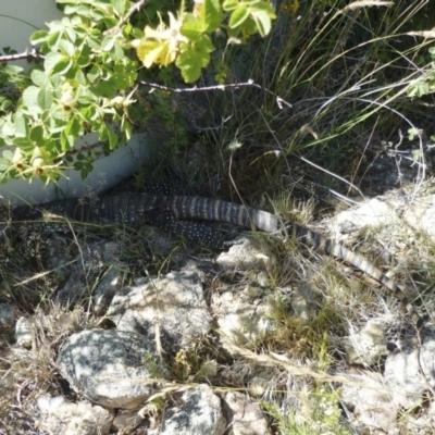 Varanus rosenbergi (Heath or Rosenberg's Monitor) at Michelago, NSW - 17 Dec 2012 by Illilanga