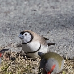 Stizoptera bichenovii (Double-barred Finch) at Nicholls, ACT - 15 Aug 2019 by AlisonMilton