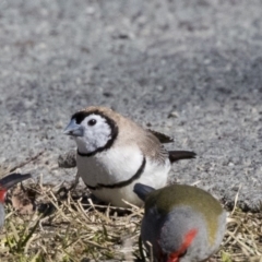 Stizoptera bichenovii (Double-barred Finch) at Gungahlin Pond - 15 Aug 2019 by Alison Milton