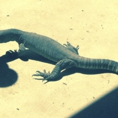 Varanus rosenbergi (Heath or Rosenberg's Monitor) at Michelago, NSW - 25 Nov 2017 by Illilanga