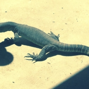 Varanus rosenbergi at Michelago, NSW - 25 Nov 2017