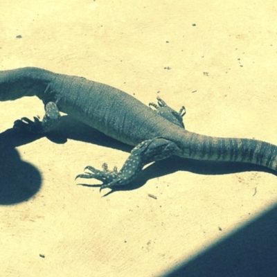 Varanus rosenbergi (Heath or Rosenberg's Monitor) at Michelago, NSW - 25 Nov 2017 by Illilanga