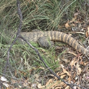 Varanus rosenbergi at Michelago, NSW - 18 Nov 2018