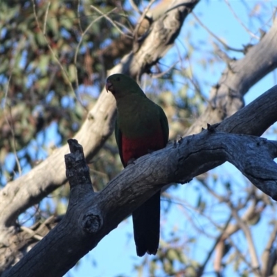 Alisterus scapularis (Australian King-Parrot) at Mount Mugga Mugga - 2 Aug 2019 by Mike