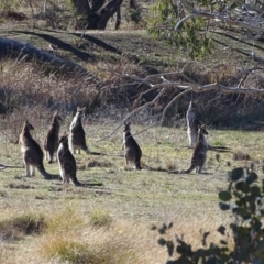 Macropus giganteus (Eastern Grey Kangaroo) at Mount Mugga Mugga - 12 Aug 2019 by Mike