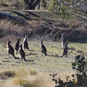 Macropus giganteus at O'Malley, ACT - 12 Aug 2019 02:26 PM