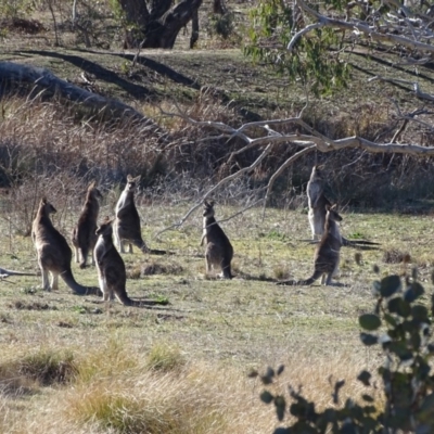 Macropus giganteus (Eastern Grey Kangaroo) at O'Malley, ACT - 12 Aug 2019 by Mike