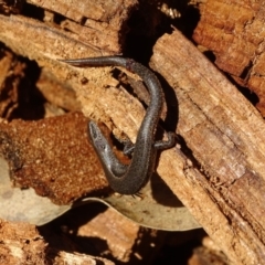 Lampropholis delicata (Delicate Skink) at Mount Mugga Mugga - 12 Aug 2019 by Mike