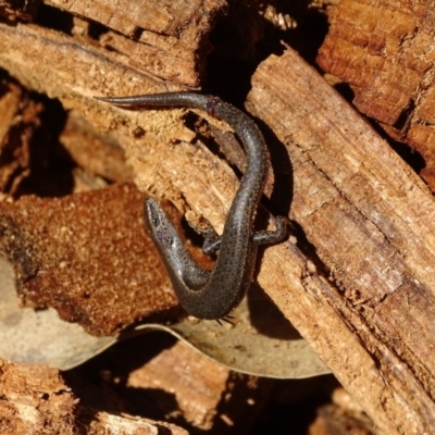 Lampropholis delicata (Delicate Skink) at O'Malley, ACT - 12 Aug 2019 by Mike