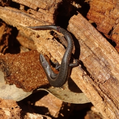 Lampropholis delicata (Delicate Skink) at Mount Mugga Mugga - 12 Aug 2019 by Mike