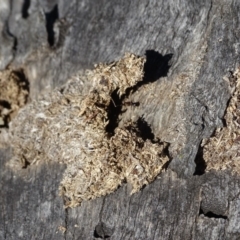 Papyrius nitidus (Shining Coconut Ant) at Mount Mugga Mugga - 12 Aug 2019 by Mike