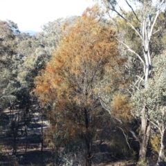 Allocasuarina verticillata (Drooping Sheoak) at Isaacs Ridge and Nearby - 12 Aug 2019 by Mike