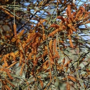 Allocasuarina verticillata at Isaacs Ridge - 12 Aug 2019