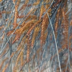 Allocasuarina verticillata at Isaacs Ridge - 12 Aug 2019