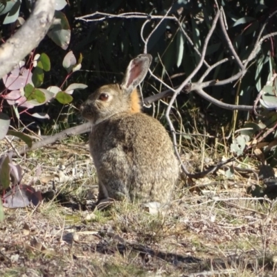 Oryctolagus cuniculus (European Rabbit) at Callum Brae - 13 Aug 2019 by Mike