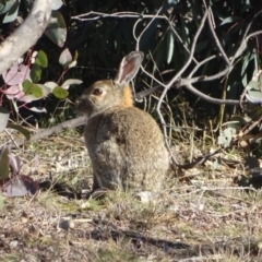 Oryctolagus cuniculus (European Rabbit) at Jerrabomberra, ACT - 13 Aug 2019 by Mike