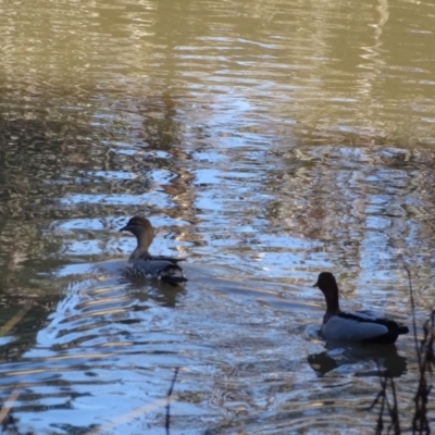 Chenonetta jubata (Australian Wood Duck) at Callum Brae - 13 Aug 2019 by Mike