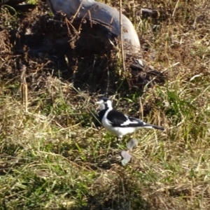 Grallina cyanoleuca at Jerrabomberra, ACT - 13 Aug 2019 03:32 PM