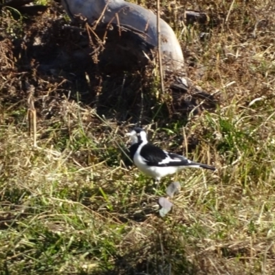 Grallina cyanoleuca (Magpie-lark) at Callum Brae - 13 Aug 2019 by Mike