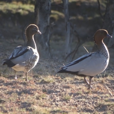 Chenonetta jubata (Australian Wood Duck) at Callum Brae - 13 Aug 2019 by Mike