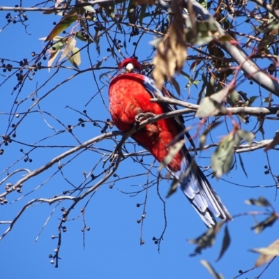 Platycercus elegans (Crimson Rosella) at Isaacs Ridge and Nearby - 14 Aug 2019 by Mike