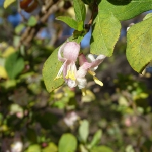 Lonicera fragrantissima at Isaacs Ridge - 14 Aug 2019