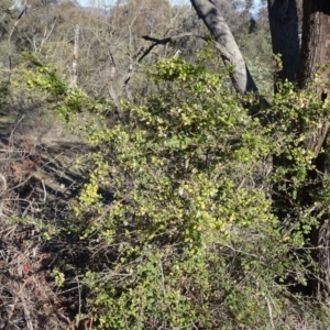 Lonicera fragrantissima at Isaacs Ridge - 14 Aug 2019