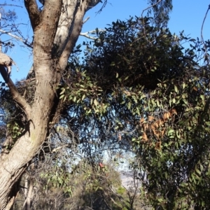 Muellerina eucalyptoides at Isaacs Ridge - 14 Aug 2019