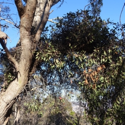 Muellerina eucalyptoides (Creeping Mistletoe) at Jerrabomberra, ACT - 14 Aug 2019 by Mike