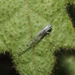 Tetragnatha sp. (genus) (Long-jawed spider) at ANBG - 14 Aug 2019 by TimL