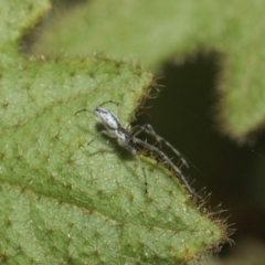 Tetragnatha sp. (genus) at ANBG - 14 Aug 2019