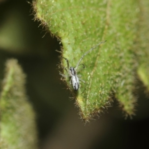 Tetragnatha sp. (genus) at ANBG - 14 Aug 2019 12:25 PM