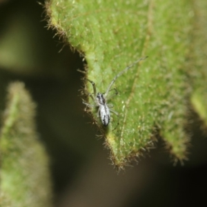 Tetragnatha sp. (genus) at ANBG - 14 Aug 2019