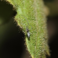 Tetragnatha sp. (genus) at ANBG - 14 Aug 2019 12:25 PM