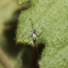 Tetragnatha sp. (genus) at ANBG - 14 Aug 2019 12:25 PM