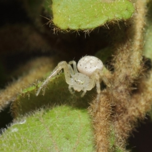 Australomisidia sp. (genus) at Acton, ACT - 14 Aug 2019