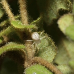 Australomisidia sp. (genus) at Acton, ACT - 14 Aug 2019