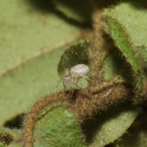 Australomisidia sp. (genus) at Acton, ACT - 14 Aug 2019