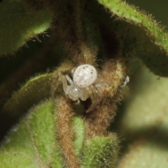 Australomisidia sp. (genus) at Acton, ACT - 14 Aug 2019